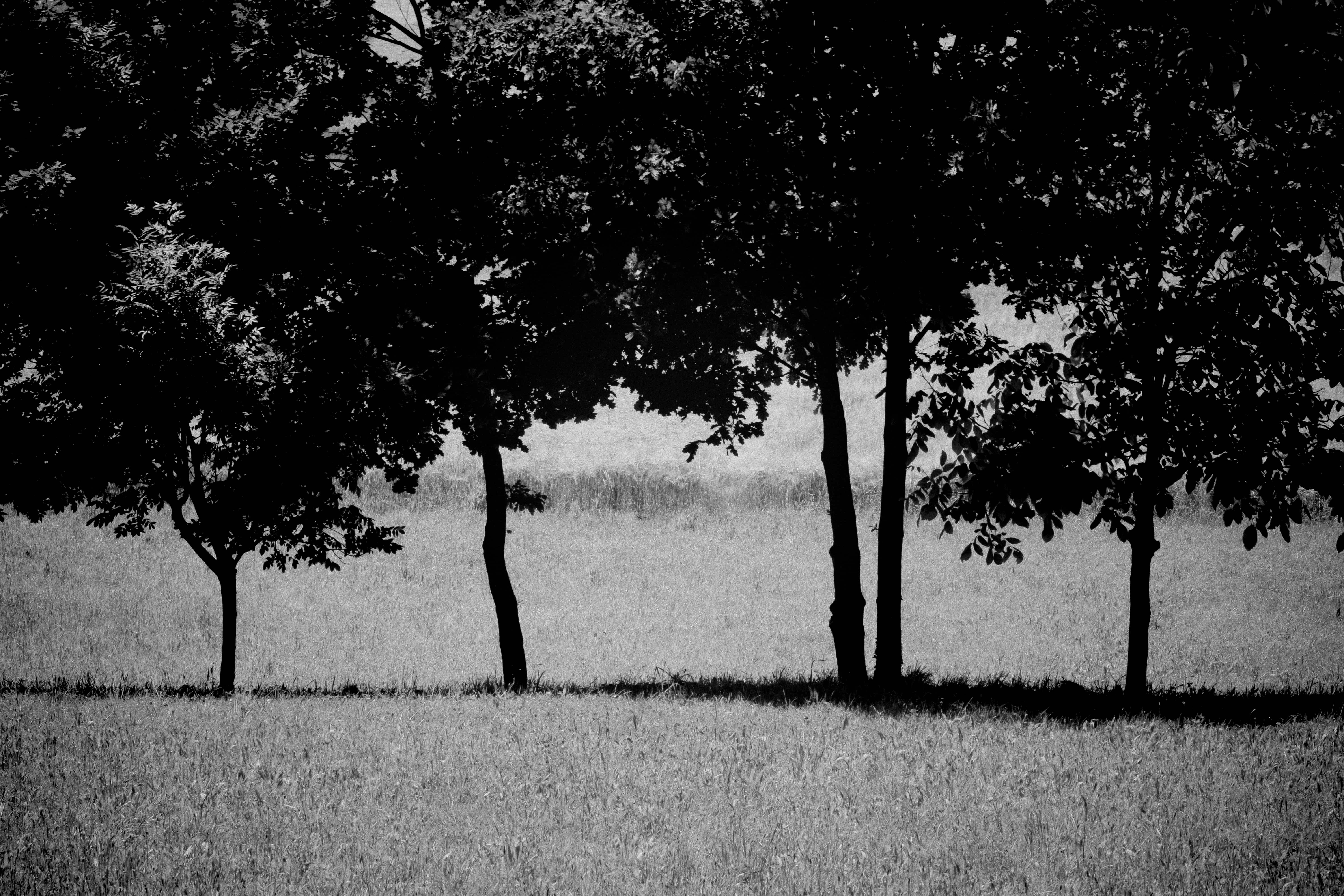Alberi
