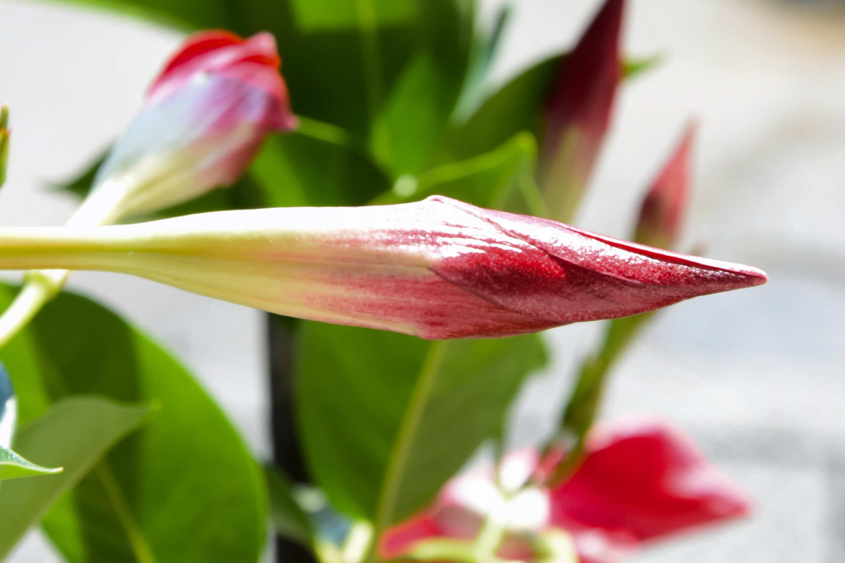 Un bocciolo rosso e bianco chiuso di un fiore in macro.